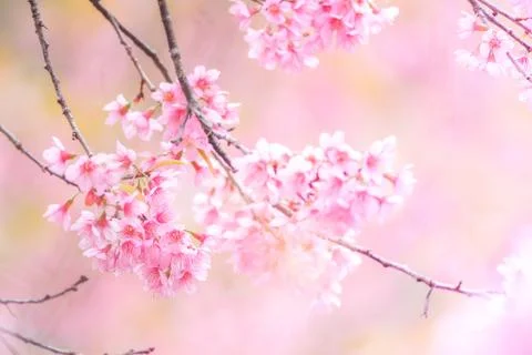 Cherry Blossom in spring with soft focus Stock Photos