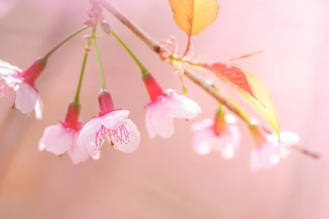 Cherry Blossom in spring with soft focus Foto stock