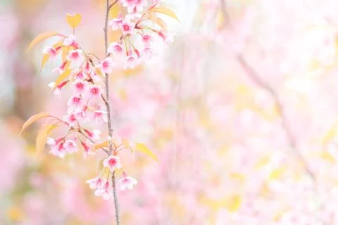 Cherry Blossom in spring with soft focus, unfocused blurred spring cherry blo Stock Photos
