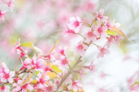 Cherry Blossom in spring with soft focus, unfocused blurred spring cherry blo Stock Photos
