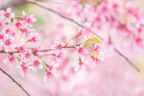 Cherry Blossom in spring with soft focus, unfocused blurred spring cherry blo Stock Photos
