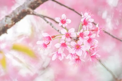 Cherry Blossom in spring with soft focus, unfocused blurred spring cherry blo Stock Photos