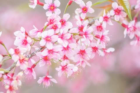 Cherry Blossom in spring with soft focus, unfocused blurred spring cherry blo Stock Photos