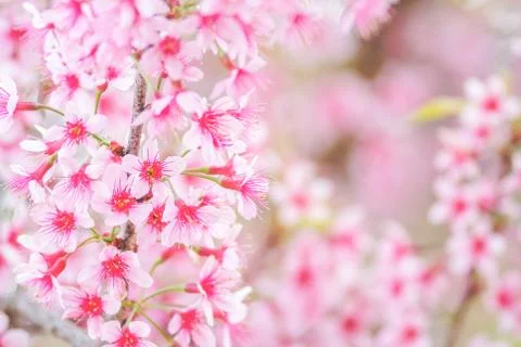 Cherry Blossom in spring with soft focus, unfocused blurred spring cherry blo Foto stock