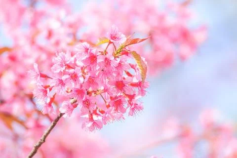 Cherry Blossom in spring with soft focus, unfocused blurred spring cherry blo Stock Photos
