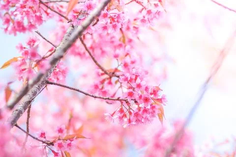 Cherry Blossom in spring with soft focus, unfocused blurred spring cherry blo Stock Photos