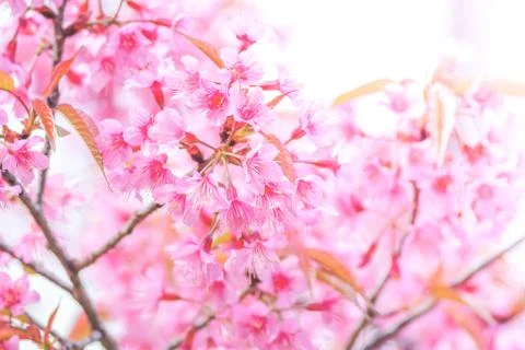 Cherry Blossom in spring with soft focus, unfocused blurred spring cherry blo Stock Photos
