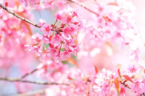 Cherry Blossom in spring with soft focus, unfocused blurred spring cherry blo Stock Photos