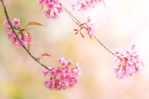 Cherry Blossom in spring with soft focus, unfocused blurred spring cherry blo Stock Photos