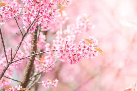 Cherry Blossom in spring with soft focus, unfocused blurred spring cherry blo Foto stock