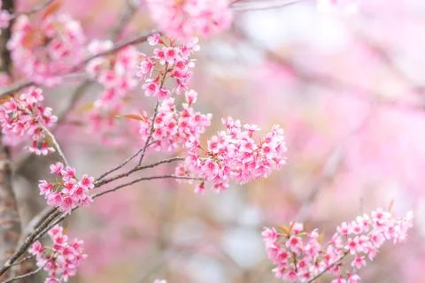 Cherry Blossom in spring with soft focus, unfocused blurred spring cherry blo Stock Photos