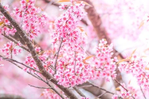 Cherry Blossom in spring with soft focus, unfocused blurred spring cherry blo Stock Photos