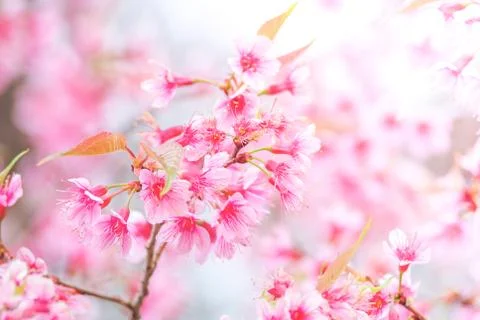 Cherry Blossom in spring with soft focus, unfocused blurred spring cherry blo Stock Photos