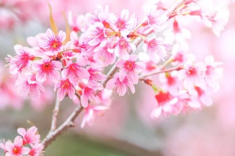 Cherry Blossom in spring with soft focus, unfocused blurred spring cherry blo Stock Photos
