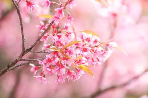 Cherry Blossom in spring with soft focus, unfocused blurred spring cherry blo Stock Photos