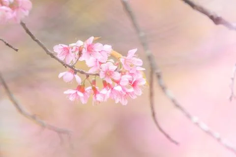 Cherry Blossom in spring with soft focus, unfocused blurred spring cherry blo Stock Photos