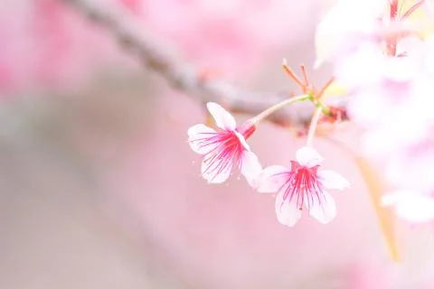 Cherry Blossom in spring with soft focus, unfocused blurred spring cherry blo Stock Photos