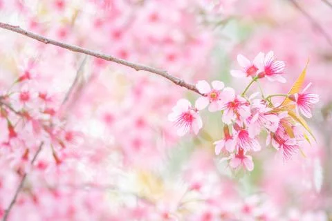 Cherry Blossom in spring with soft focus, unfocused blurred spring cherry blo Stock Photos