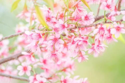 Cherry Blossom in spring with soft focus, unfocused blurred spring cherry blo Stock Photos