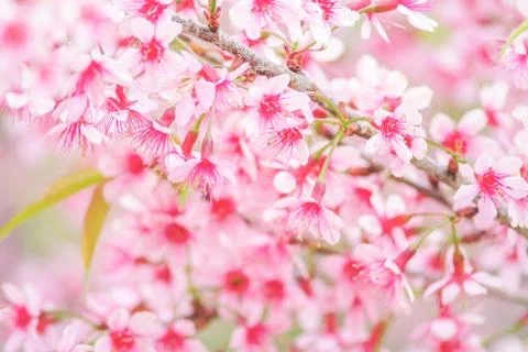Cherry Blossom in spring with soft focus, unfocused blurred spring cherry blo Stock Photos