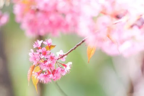 Cherry Blossom in spring with soft focus, unfocused blurred spring cherry blo Stock Photos