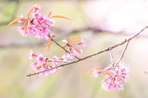 Cherry Blossom in spring with soft focus, unfocused blurred spring cherry blo Stock Photos