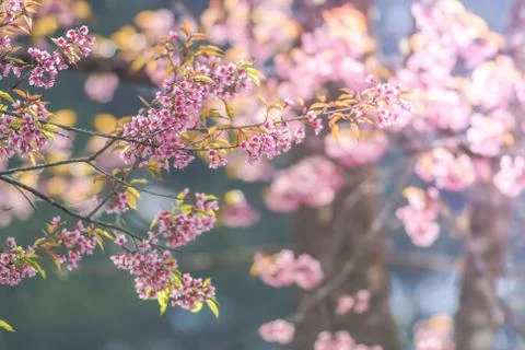 Cherry Blossom in spring with soft focus, unfocused blurred spring cherry blo Stock Photos