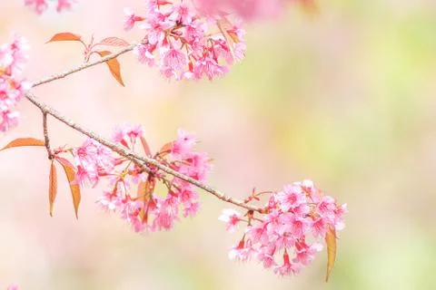 Cherry Blossom in spring with soft focus, unfocused blurred spring cherry blo Stock Photos