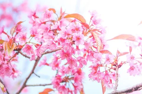 Cherry Blossom in spring with soft focus, unfocused blurred spring cherry blo Stock Photos