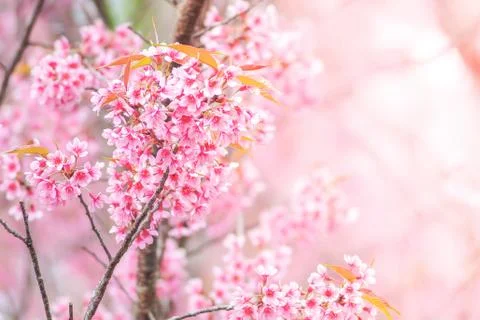 Cherry Blossom in spring with soft focus, unfocused blurred spring cherry blo Stock Photos