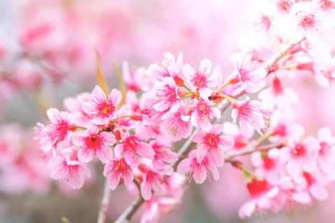 Cherry Blossom in spring with soft focus, unfocused blurred spring cherry blo Stock Photos