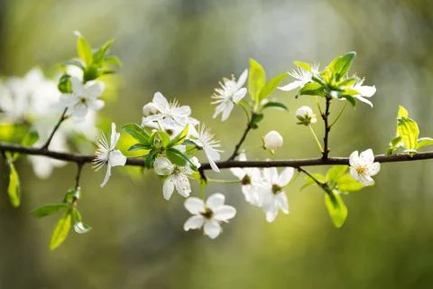 Cherry blossom in spring with soft focus, sakura season, blooming brunch, nat Stock Photos