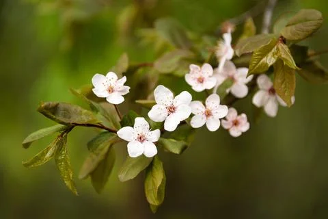 Cherry blossom in spring with soft focus, sakura season, blooming brunch, nat 写真素材