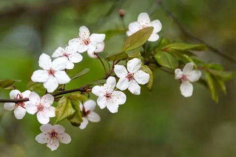 Cherry blossom in spring with soft focus, sakura season, blooming brunch, nat Stock Photos