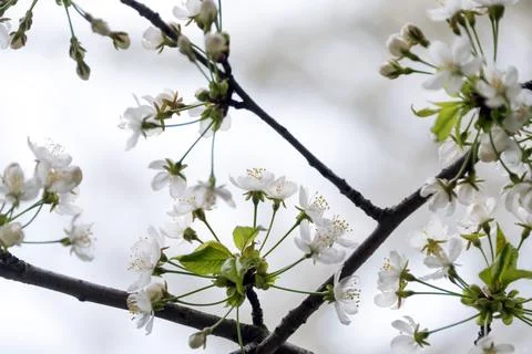 Cherry blossom in spring with soft focus, sakura season, blooming brunch, nat Stock Photos