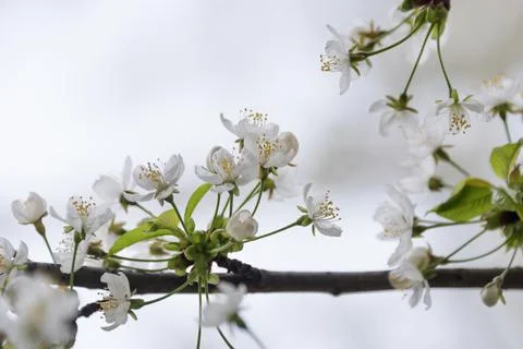 Cherry blossom in spring with soft focus, sakura season, blooming brunch, nat Stock Photos