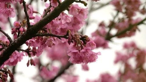 Cherry blossom in spring time Stock Footage 73590100