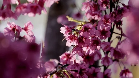 Cherry blossom in spring time Stock Footage 87195302