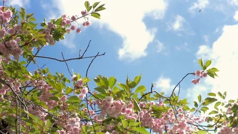 Cherry Blossom at spring time Stock Footage 114964880
