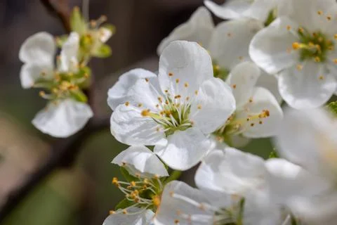 Cherry blossom in spring time, macro photo with shallow depth of field Stock Photos