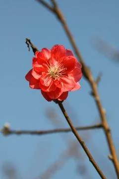 Cherry blossom in spring time Stock Photos
