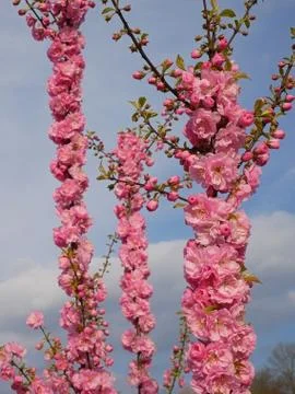 Cherry blossom in spring time Stock Photos