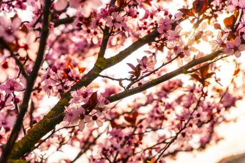 Cherry blossom in spring time Stock Photos