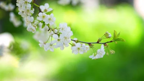 Cherry blossom in spring tree flowers and creamy bokeh.  動画素材 273679666