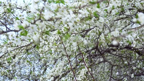 Cherry blossom in spring on a windy day Stock Footage 151434378