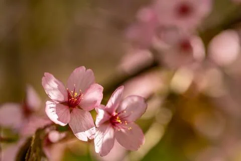 A cherry blossom with springlike bokeh Stock Photos