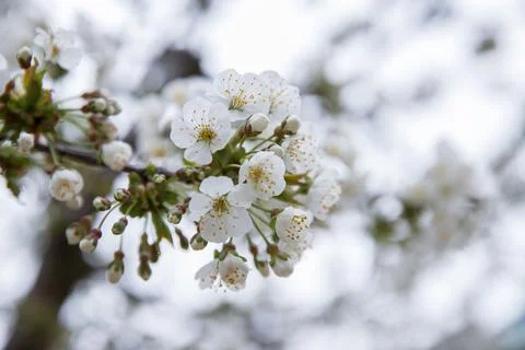 Cherry blossom in springtime, closeup of white flowers. Stock Photos
