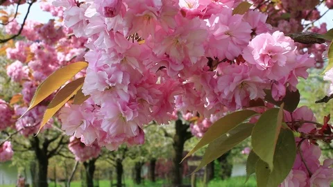Cherry Blossom in Springtime Stock Footage 103234819