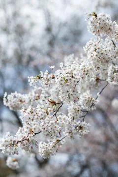 Cherry blossom in springtime. High Park, Toronto. Stock Photos