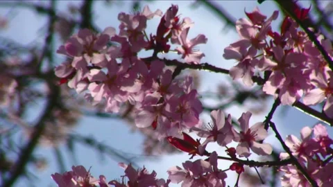 Cherry blossom springtime looking skyward dreamy sky 스톡 동영상 169189472